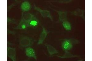 Immunofluorescence (IF) image for anti-Budding Uninhibited By Benzimidazoles 1 Homolog beta (Yeast) (BUB1B) antibody (ABIN567606) (BUB1B 抗体)