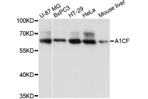 Western blot analysis of extracts of various cell lines, using A1CF antibody (ABIN6291254) at 1:3000 dilution.