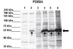 Western Blotting (WB) image for anti-phosphodiesterase 9A (PDE9A) (N-Term) antibody (ABIN2782354)