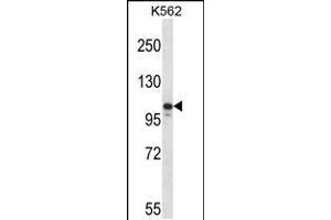 Western blot analysis in K562 cell line lysates (35ug/lane). (JAK3 抗体  (N-Term))