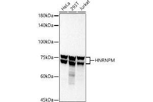 Western blot analysis of extracts of various cell lines, using HNRNPM antibody (ABIN7267635) at 1:1000 dilution. (HNRNPM 抗体)