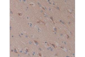 IHC-P analysis of Kidney tissue, with DAB staining. (C10orf2 抗体  (AA 384-635))