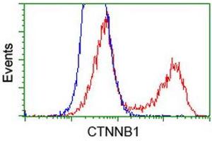 HEK293T cells transfected with either RC208947 overexpress plasmid (Red) or empty vector control plasmid (Blue) were immunostained by anti-CTNNB1 antibody (ABIN2454170), and then analyzed by flow cytometry. (CTNNB1 抗体)