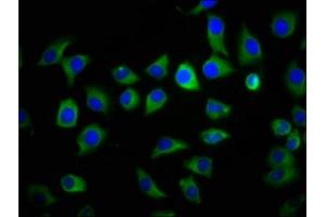 Immunofluorescence staining of A549 cells with ABIN7166074 at 1:133, counter-stained with DAPI. (S1A9 (AA 2-114) 抗体)