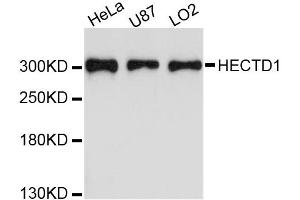 Western blot analysis of extracts of various cell lines, using HECTD1 antibody. (HECTD1 抗体)
