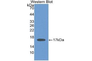 Western Blotting (WB) image for anti-Interleukin 2 (IL2) (AA 21-153) antibody (ABIN1859398) (IL-2 抗体  (AA 21-153))