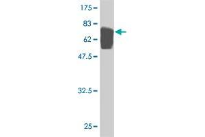 Western Blot detection against Immunogen (75. (TUBA4A 抗体  (AA 1-448))