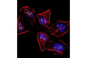 Fluorescent confocal image of Hela cell stained with Meox1 (Human N-term) (ABIN391406 and ABIN2841406). (MEOX1 抗体  (N-Term))