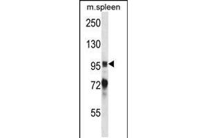 Western blot analysis in mouse spleen tissue lysates (35ug/lane). (PTK2B 抗体  (AA 672-701))
