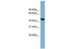 C22ORF28 antibody used at 1 ug/ml to detect target protein. (C22orf28 抗体  (N-Term))