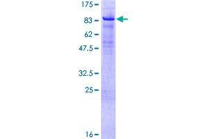 HBP1 Protein (AA 1-514) (GST tag)