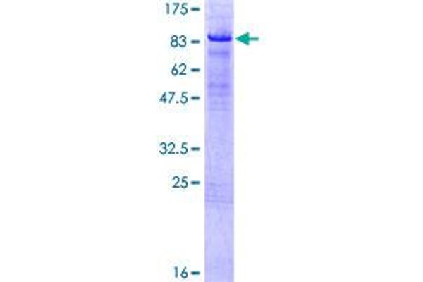 HBP1 Protein (AA 1-514) (GST tag)