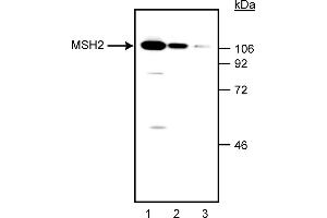 Western Blotting (WB) image for anti-Mismatch Repair Protein 2 (MSH2) antibody (ABIN967509) (MSH2 抗体)