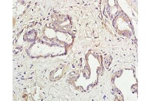 Immunohistochemistry (Paraffin-embedded Sections) (IHC (p)) image for anti-Aquaporin 5 (AQP5) (AA 201-265) antibody (ABIN731258)