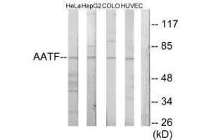 Western blot analysis of extracts from HeLa cells, HepG2 cells, COLO205 cells and HUVEC cells, using AATF antibody. (AATF 抗体  (N-Term))