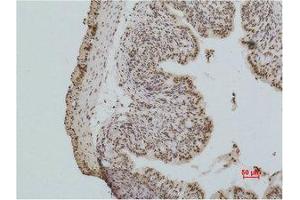 Immunohistochemistry (IHC) analysis of paraffin-embedded Mouse Colon Tissue using Histone H2A. (H2AFX 抗体)