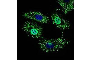 Immunofluorescence analysis of HeLa cells using WHSC2 mouse mAb (green). (WHSC2 抗体  (AA 280-511))