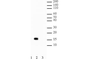 Western Blotting (WB) image for anti-Histone H2B (acLys5) antibody (ABIN2668338) (Histone H2B 抗体  (acLys5))