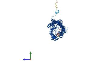 Protein Structure (PS) image for Aquaporin 9 (AQP9) (AA 1-295) protein (His tag) (ABIN7552229)