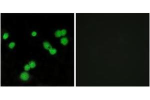 Immunofluorescence analysis of MCF7 cells, using SFRS5 Antibody. (SRSF5 抗体  (AA 71-120))