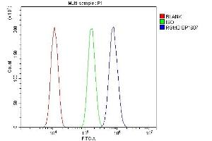 anti-RGM Domain Family, Member B (RGMB) (AA 47-404) antibody