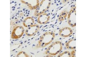 IHC analysis of FFPE human kidney section using PGK1 antibody