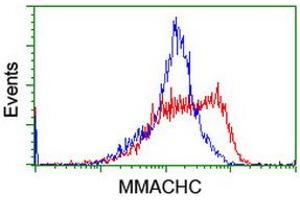 Image no. 2 for anti-Methylmalonic Aciduria (Cobalamin Deficiency) CblC Type, with Homocystinuria (MMACHC) antibody (ABIN1499515) (MMACHC 抗体)