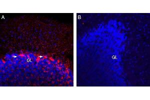 Expression of VGAT in rat cerebellum. (SLC32A1 抗体  (Cytosolic, N-Term))