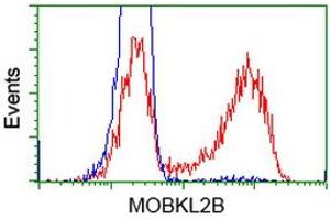 HEK293T cells transfected with either RC205977 overexpress plasmid (Red) or empty vector control plasmid (Blue) were immunostained by anti-MOBKL2B antibody (ABIN2453316), and then analyzed by flow cytometry. (MOBKL2B 抗体)