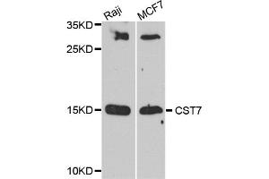 Western blot analysis of extracts of various cell lines, using CST7 antibody. (CST7 抗体)