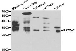 Western blot analysis of extracts of various cell lines, using IL22RA2 antibody (ABIN5975488) at 1/1000 dilution.