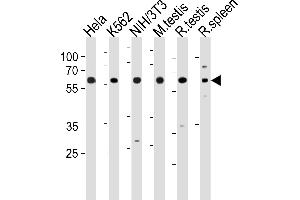 HDAC1 Antibody (M1) (ABIN1882087 and ABIN2844612) western blot analysis in Hela,K562,mouse NIH/3T3 cell line and mouse testis,rat testis and spleen tissue lysates (35 μg/lane). (HDAC1 抗体  (N-Term))