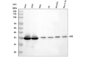 anti-Emerin (EMD) (AA 1-48), (N-Term) antibody