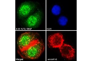 ABIN184727 Immunofluorescence analysis of paraformaldehyde fixed A549 cells, permeabilized with 0. (KLF3 抗体  (N-Term))