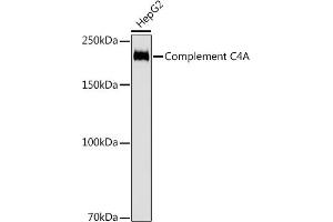 Western blot analysis of extracts of HepG2 cells, using Complement C4A antibody (ABIN7266481) at 1:1000 dilution. (C4A 抗体)