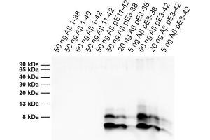 Detection of different synthetic Abeta species (dilution 1 : 1000). (Abeta-pE3 抗体)