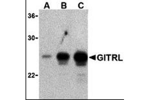 Western Blotting (WB) image for anti-Tumor Necrosis Factor (Ligand) Superfamily, Member 18 (TNFSF18) antibody (ABIN1031751) (TNFSF18 抗体)