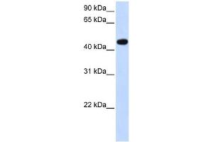 AADAC antibody used at 1 ug/ml to detect target protein. (AADAC 抗体)