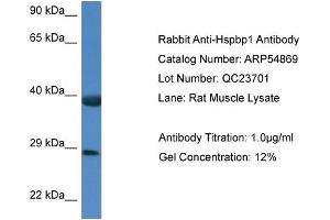 Western Blotting (WB) image for anti-HSPA Binding Protein, Cytoplasmic Cochaperone 1 (HSPBP1) (C-Term) antibody (ABIN2785930) (HSPBP1 抗体  (C-Term))