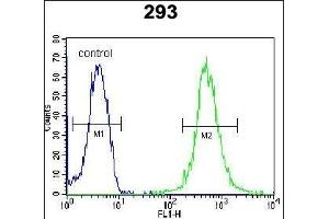 WDR48 Antibody (C-term) (ABIN654462 and ABIN2844195) flow cytometric analysis of 293 cells (right histogram) compared to a negative control cell (left histogram). (WDR48 抗体  (C-Term))
