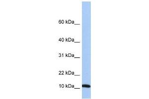 FAU antibody used at 1 ug/ml to detect target protein. (FAU 抗体)