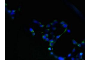 Immunofluorescent analysis of 293 cells using ABIN7159822 at dilution of 1:100 and Alexa Fluor 488-congugated AffiniPure Goat Anti-Rabbit IgG(H+L) (H13 抗体  (AA 336-377))