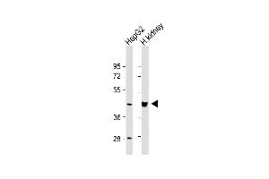 All lanes : Anti-OAS1 Antibody (C-term) at 1:1000 dilution Lane 1: HepG2 whole cell lysate Lane 2: Human kidney lysate Lysates/proteins at 20 μg per lane. (OAS1 抗体  (C-Term))