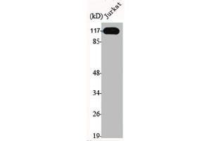 Western Blotting (WB) image for anti-Excision Repair Cross-Complementing Rodent Repair Deficiency, Complementation Group 4 (ERCC4) (C-Term) antibody (ABIN7184885)