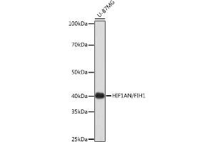 Western blot analysis of extracts of U-87MG cells, using HIF1AN/FIH1 Rabbit mAb (ABIN7267820) at 1:1000 dilution. (HIF1AN 抗体)