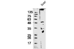 Mouse liver lysate probed with Anti-Antithrombin III Polyclonal Antibody  at 1:5000 90min in 37˚C. (SERPINC1 抗体  (AA 141-211))