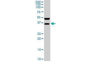 BOLL MaxPab rabbit polyclonal antibody. (BOLL 抗体  (AA 1-295))