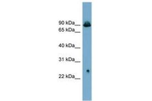 Image no. 1 for anti-Solute Carrier Family 6 (Neurotransmitter Transporter, Glycine), Member 5 (SLC6A5) (AA 503-552) antibody (ABIN6743214) (SLC6A5 抗体  (AA 503-552))