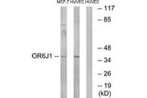 Western blot analysis of extracts from HuvEc/MCF-7 cells, using OR6J1 Antibody. (OR6J1 抗体  (AA 231-280))