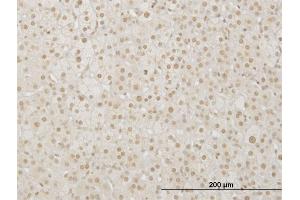 Immunoperoxidase of monoclonal antibody to LHX4 on formalin-fixed paraffin-embedded human adrenal gland. (LHX4 抗体  (AA 208-306))